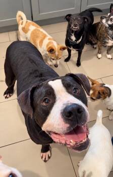 Duncan -  American Staffordshire Terrier and Mixed Breed Dog for Adoption in Saugus, Massachusetts - Duncan | PetCurious