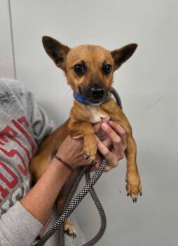 Percy -  Chihuahua and Mixed Breed Dog for Adoption in Chillicothe, Ohio - Percy | PetCurious