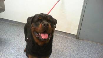 Rottweiler Dogs Available for Adoption in Charlotte, North Carolina - FRANK | PetCurious