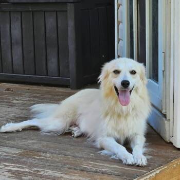 Elaine -  Great Pyrenees Dog for Adoption in Spring Hill, Tennessee - Elaine | PetCurious