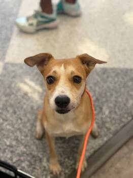 Blondie-One of our Amazing Rescue Dogs -  Basenji and Whippet Dog for Adoption in Carlsbad, California - Blondie-One Of Our Amazing Rescue Dogs | PetCurious