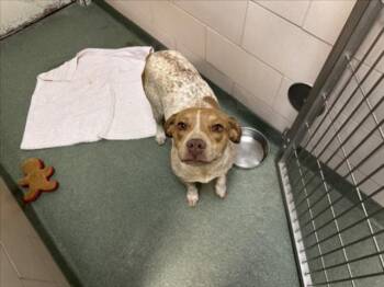 Mixed Breed Dogs Available for Adoption in Santa Fe, New Mexico - ATALAYA | PetCurious