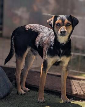 Miniature Pinscher and Dachshund Dogs Available for Adoption in Ramona, California - Braathen | PetCurious
