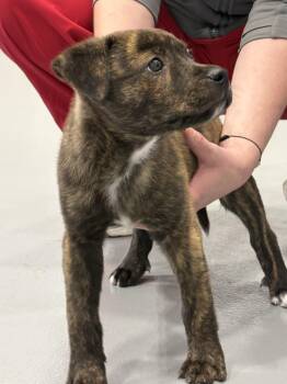 Mixed Breed Dogs Available for Adoption in Kalamazoo, Michigan - Little Nicky | PetCurious