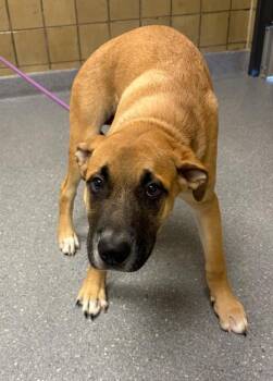 Ramsy -  Mastiff and Mixed Breed Dog for Adoption in Greenfield, Indiana - Ramsy | PetCurious