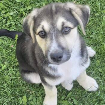 Rescue Mixed Breed Dogs for Adoption in Niagara Falls, Ontario - Remy (20250802-06) | PetCurious