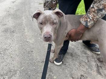 HUGO -  Pit Bull Terrier and Mixed Breed Dog for Adoption in Ocala, Florida - HUGO | PetCurious
