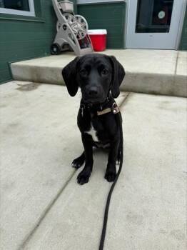 Labrador Retriever and Mixed Breed Dogs Available for Adoption in Leesburg, Virginia - OREO | PetCurious