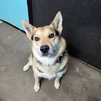 Australian Cattle Dog Blue Heeler and German Shepherd Dog Dogs Available for Adoption - Dingo | PetCurious