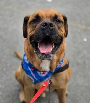 HK -  Mastiff Dog for Adoption in Toronto, Ontario - HK | PetCurious