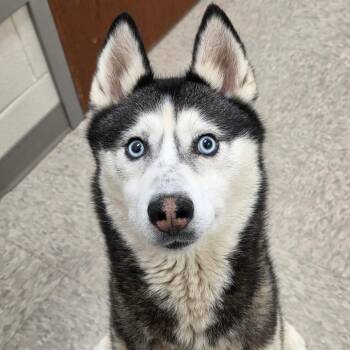 Husky Dogs Available for Adoption in Chatham, Virginia - Towson | PetCurious