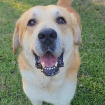 Labrador Retriever and Yellow Labrador Retriever Dogs Available for Adoption in Corsicana, Texas - Pumba | PetCurious