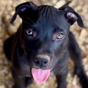 Rescue American Staffordshire Terrier and Mixed Breed Dogs for Adoption in Minnetonka, Minnesota - Jack Lantern D67070 | PetCurious