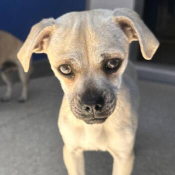 Chihuahua and Pug Dogs Available for Adoption in Reno, Nevada - Stallion | PetCurious