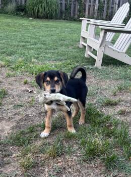 Benton -  Shepherd and Beagle Dog for Adoption in Falls Church, Virginia - Benton | PetCurious