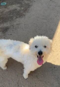 Bichon Frise and Poodle Dogs Available for Adoption in Statesville, North Carolina - Fluffy | PetCurious