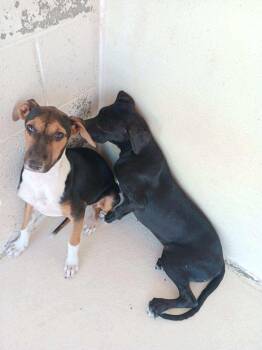 Rescue Whippet Dogs for Adoption in Deming, New Mexico - Miranda | PetCurious