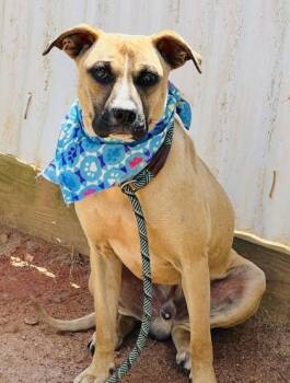 Rhodesian Ridgeback and Mixed Breed Dogs Available for Adoption in Seneca, South Carolina - Spawlding $25 | PetCurious
