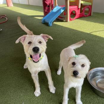 Oliver and Olivia -  Schnauzer Dog for Adoption in Houston, Texas - Oliver And Olivia | PetCurious