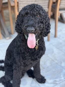 Standard Poodle Dogs Available for Adoption in Spring Hill, Tennessee - Duke  | PetCurious