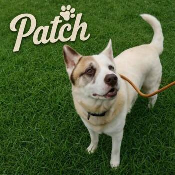 Mixed Breed Dogs Available for Adoption in Matteson, Illinois - Patch | PetCurious