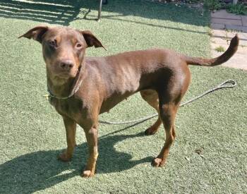 ASPEN -  Doberman Pinscher and Mixed Breed Dog for Adoption in Salinas, California - ASPEN | PetCurious