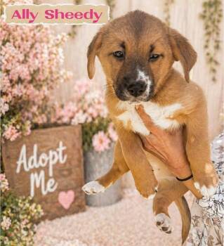 WINONA RYDER -  Labrador Retriever and American Staffordshire Terrier Dog for Adoption in Richmond, Texas - WINONA RYDER | PetCurious