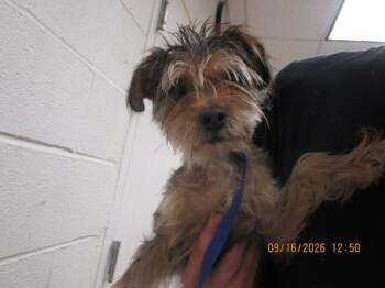 (320) -  Terrier Dog for Adoption in Marietta, Georgia - (320) | PetCurious