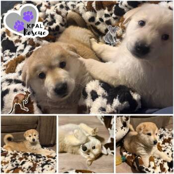 Mixed Breed Dogs Available for Adoption - Kangaroo - Down Under Critters | PetCurious