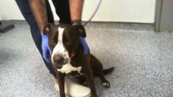BUSTER -  Pit Bull Terrier Dog for Adoption in Charlotte, North Carolina - BUSTER | PetCurious