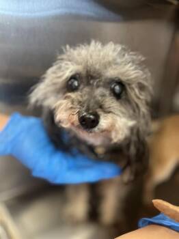 ABUELITA -  Poodle Dog for Adoption in Chula Vista, California - ABUELITA | PetCurious