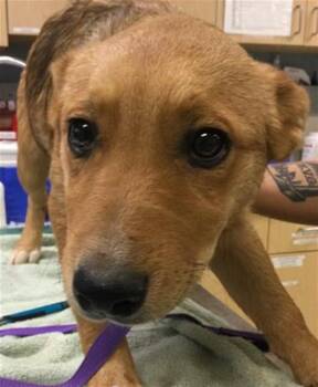 German Shepherd Dog and Mixed Breed Dogs Available for Adoption - STARFIRE | PetCurious