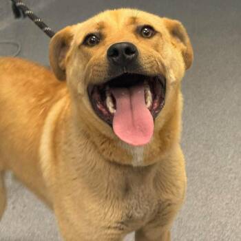 Mixed Breed Dogs Available for Adoption in Martinsville, Virginia - Spud | PetCurious