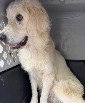 Bubba -  Great Pyrenees Dog for Adoption in Frazier Park, California - Bubba | PetCurious