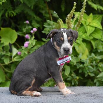 Color Wow -  Pit Bull Terrier Dog for Adoption in Wake Forest, North Carolina - Color Wow | PetCurious