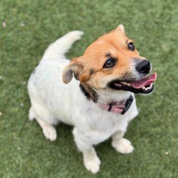 Cashew -  Mixed Breed Dog for Adoption in Goleta, California - Cashew | PetCurious