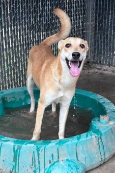 Mixed Breed Dogs Available for Adoption in Savannah, Georgia - PRETTY PENNY | PetCurious