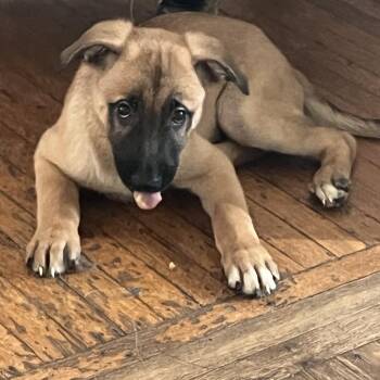 Manteca - Home to Home -  German Shepherd Dog and Black Labrador Retriever Dog for Adoption in South Elgin, Illinois - Manteca - Home To Home | PetCurious