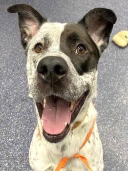 Catahoula Leopard Dog Dogs Available for Adoption - MCFLURRY | PetCurious