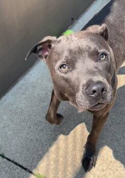 Principal -  Pit Bull Terrier Dog for Adoption in Chicago, Illinois - Principal | PetCurious