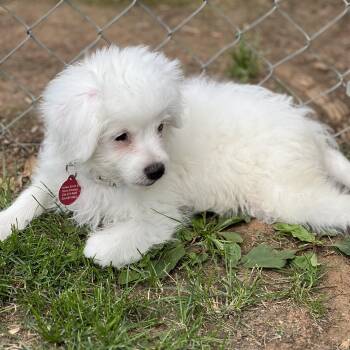 Miniature Poodle and Terrier Dogs Available for Adoption in Greensboro, North Carolina - Steve | PetCurious