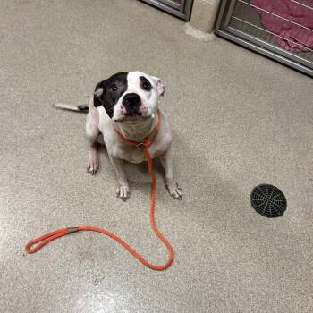 Whitley -  Pit Bull Terrier Dog for Adoption in Bristol, Indiana - Whitley | PetCurious