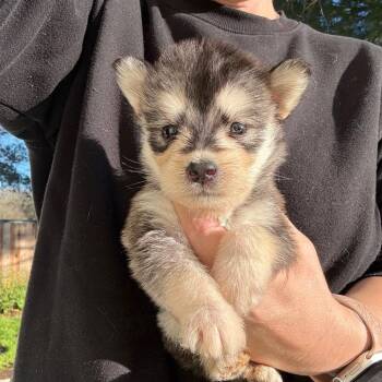 Terrier Dogs Available for Adoption - Bogart | PetCurious