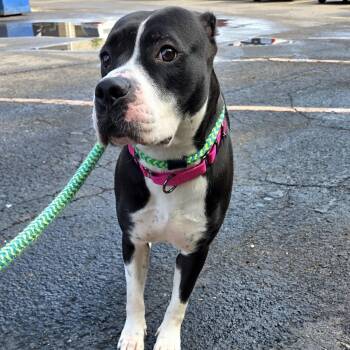 Ethel -  Mixed Breed Dog for Adoption in Youngstown, Ohio - Ethel | PetCurious