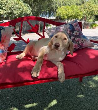 Tanner -  Labrador Retriever Dog for Adoption in Temecula, California - Tanner | PetCurious
