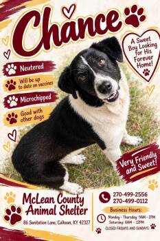 Chance -  Mixed Breed Dog for Adoption in Calhoun, Kentucky - Chance | PetCurious