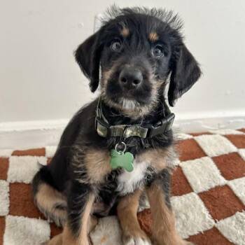 Bernese Mountain Dog and Labrador Retriever Dogs Available for Adoption in Ottawa Hills, Ohio - Mister Sir | PetCurious