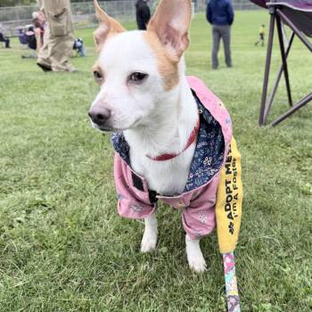 Bower -  Mixed Breed Dog for Adoption in Cooperstown, New York - Bower | PetCurious