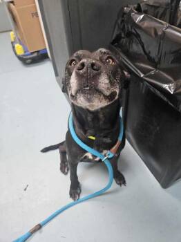 Rescue Labrador Retriever Dogs for Adoption in Portsmouth, Virginia - Simon A Friend For Trees | PetCurious