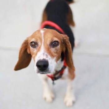 Beagle and Mixed Breed Dogs Available for Adoption - Bloom | PetCurious